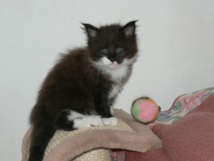 Maine Coon Kater mit Papieren sucht ab Mitte Februar Personal