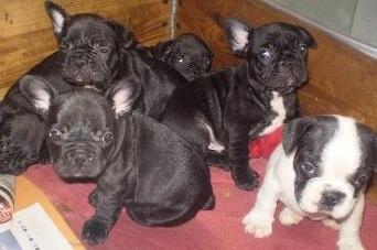 Französisch Bulldog -zuletzt schwarz Rüde - 9wochen - 390Euro
