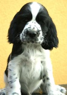 English Springer Spaniel attraktive Welpen mit Papiere