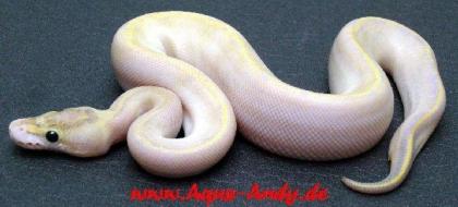 Verkaufe Königspython Python regius verschiedene Varianten