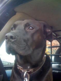 Gassiservice Hunde