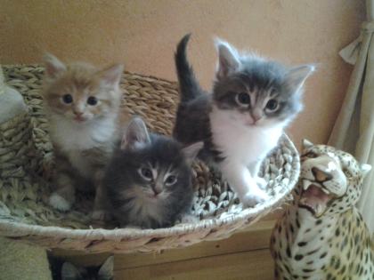 Norwegische Waldkatzen Babys mit viel Fell und sch nen Luxpinsel