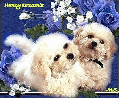 BICHON FRISE - Welpen- bildschön - sehr lieb -