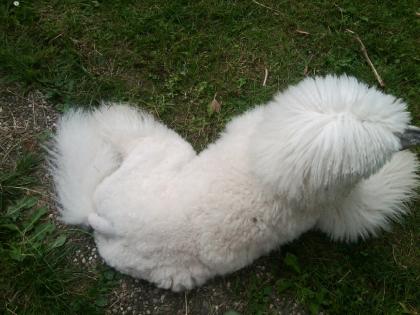 Poodles Leave In Conditioner und Spülung für Langhaarhunde Hunde mit empfindli