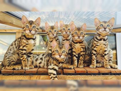 Bengalkitten aus liebevoller Hobbyzucht