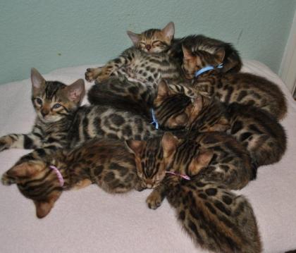 . Bengal Kitten in wunderschönen