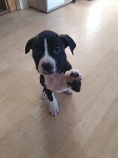 Dogo Canario Welpen Mix