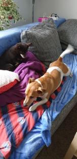 Hund sucht neues Zuhause