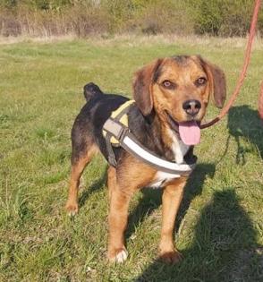 LOU - 42 cm - SÜSSER MISCHLING IN NOT aus dem Tierschutz