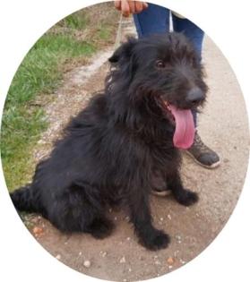 MR. BLACK - 45 cm - SÜSSER SCHNAUZER MISCHLING IN NOT aus dem Tierschutz