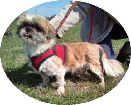 FALCO - 28 cm - SHIH TZU MIX IN NOT aus dem Tierschutz