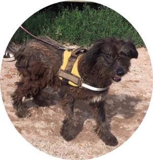 BUKSI - 50 cm - SUCHT DRINGEND EIN ZUHAUSE aus dem Tierschutz