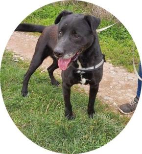 GYUSZI - 60 cm - DRINGEND EIN ZUHAUSE GESUCHT aus dem Tierschutz