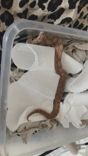Boa C. Constrictor zur Abgabe