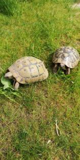 Griechische Landschildkröten Zuchtaufgabe