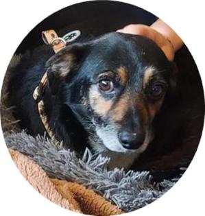 KAZIMIR - 30 cm - CHIHUAHUA mIX IN NOT IN DEUTSCHLAND aus dem Tierschutz