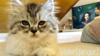 BKH/Perser Kitten