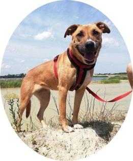 SUNNY - 52 cm - DER NAME IST PROGRAMM aus dem Tierschutz