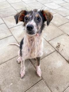 Hundejunge Darby