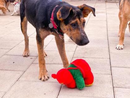 Hundedame Dutschess