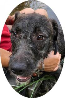 DEXTER - 45 cm - 11 MONATE UND SCHON IN NOT aus dem Tierschutz