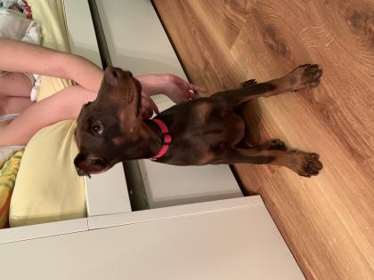 Dobermann Hündin 9. 5 Wochen alt braun -