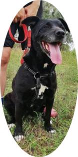 FRIDERIKA - 55 cm - TRAUMHUND IN NOT aus dem Tierschutz