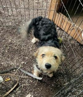 Frizzle sucht ein zuhause
