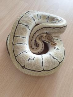 Königspython Desert Enchi Pinstripe