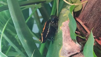 Phyllobates vittatus Gestreifter Baumsteiger