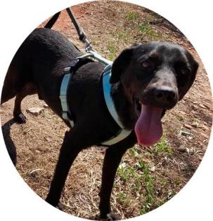 STITCH - 43 cm - JUNG HÜBSCH SUCHT aus dem Tierschutz