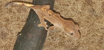 0. 0. 2 Correlophus Ciliatus Kronengecko Gecko