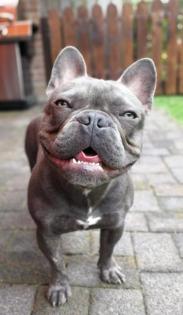 Französische Bulldogge Blue