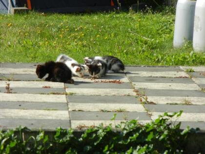 Dringender Hilferuf 4 Kätzchen Katzenkinder suchen dringend ein liebevolles