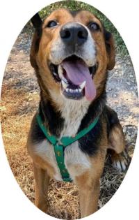 BERTI - 63 cm - HÜBSCHER RÜDE IN NOT aus dem Tierschutz