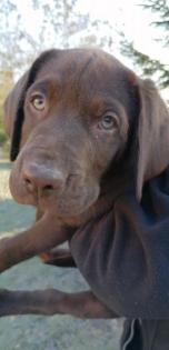 Labrador reinrassig Welpe