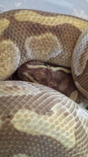Königpython Enchi Lesser Blaze 1. 0 zu Verkaufen