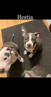 3 wunderschöne American Bully Welpen suchen ihr zuhause