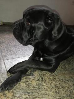 Cane Corso Schwarz