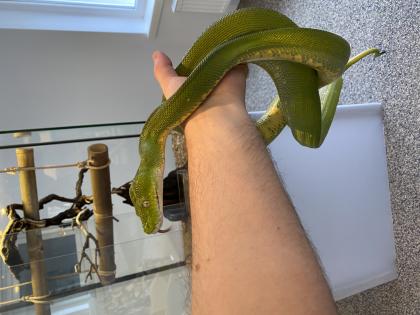 Wegen Hobbyaufgabe Grüner Baumpython Morelia Viridis 0. 01 abzugeben