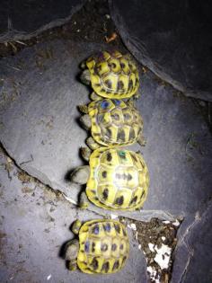 Griechische Landschildkröten Thb Nachzucht von 2022 zu Verkaufen. Mit EU- Besc