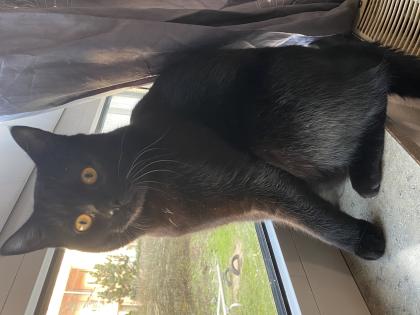 Bkh Deckkater
