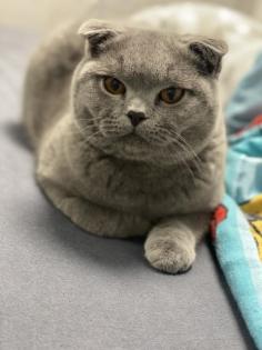 BKH DECKKATER