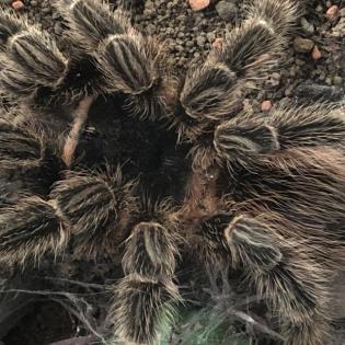 Vogelspinne abzugeben