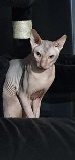 Erfahrene Don Sphynx Deckkater mit Stammbaum.