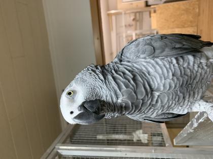 Graupapagei 6 Jahre sucht Neues zu Hause