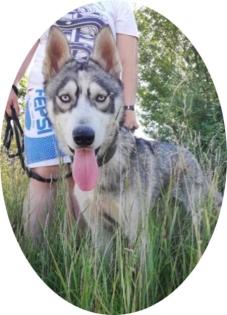 KODA - 60 cm - HUSKY MIX SUCHT aus dem Tierschutz