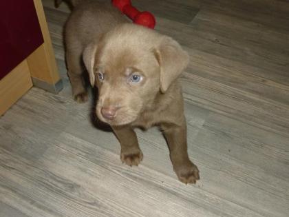Reinrassige silberne Labradorwelpen