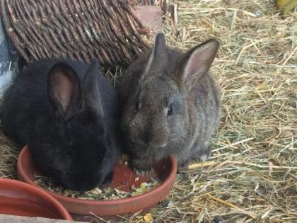 Kaninchen 10 Wochen zu verschenken
