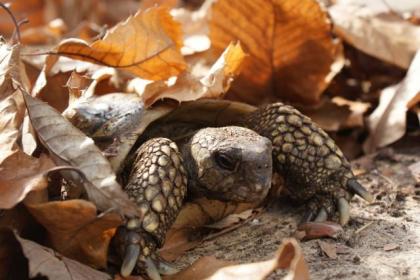 Griechische Landschildkröten - Testudo h. boettgeri NZ 2022